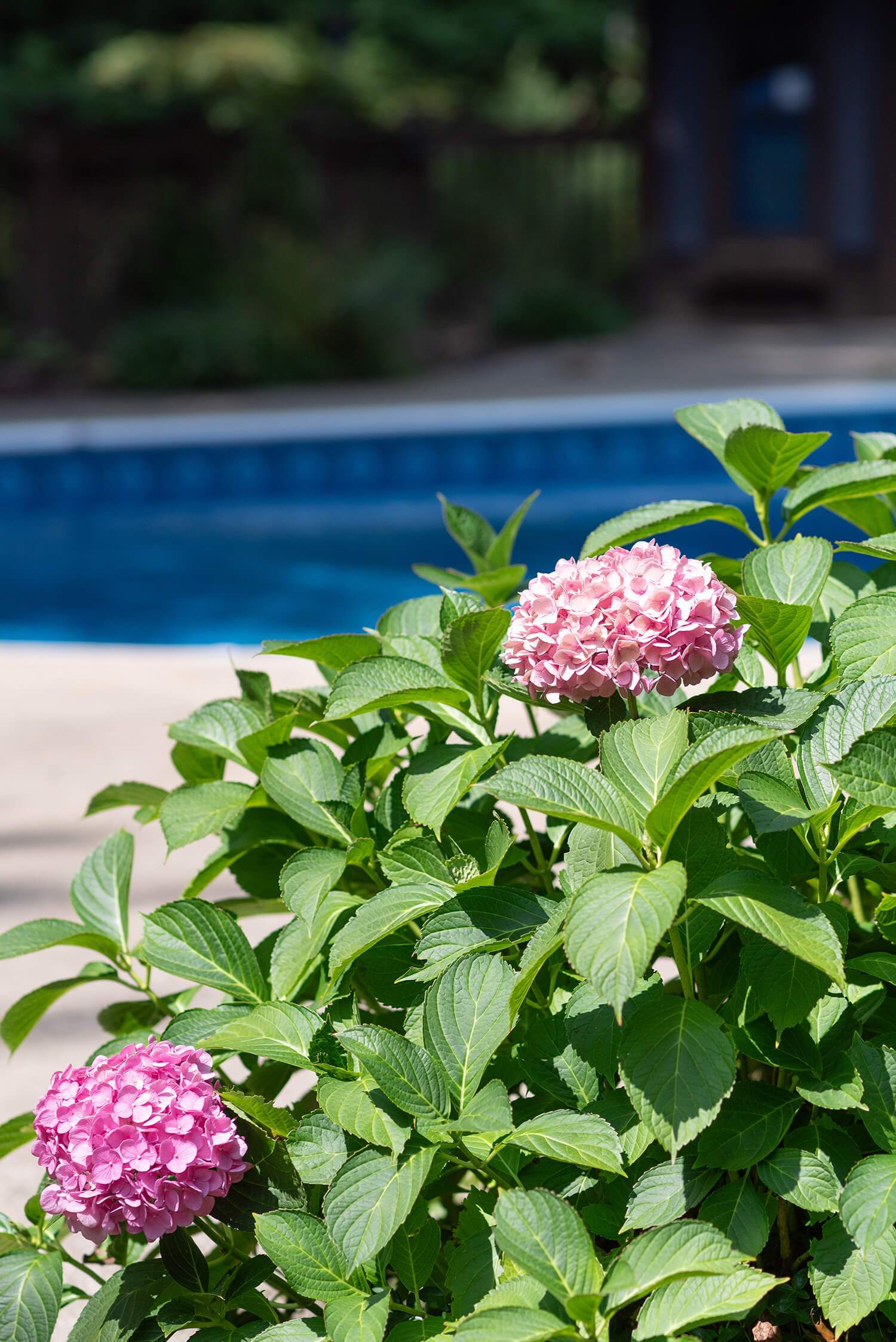 Outdoor poolside view with vibrant pink hydrangea flowers in full bloom, greenery framing a bright blue water backdrop.