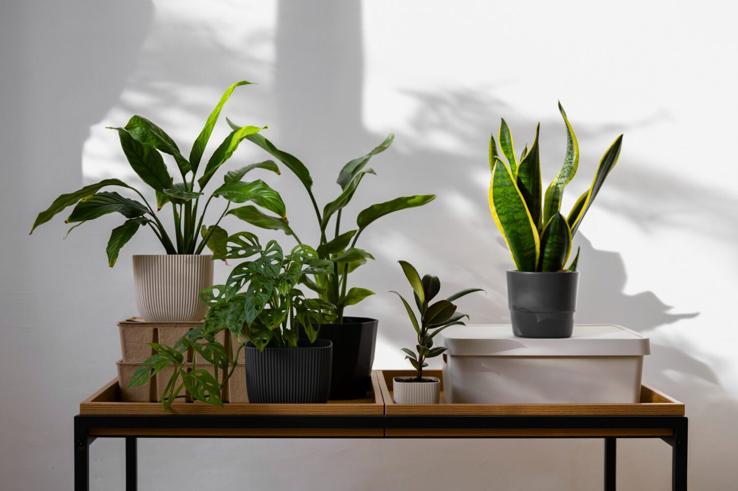 Assorted indoor plants in decorative pots on a wooden stand against a white wall with natural sunlight and shadows.