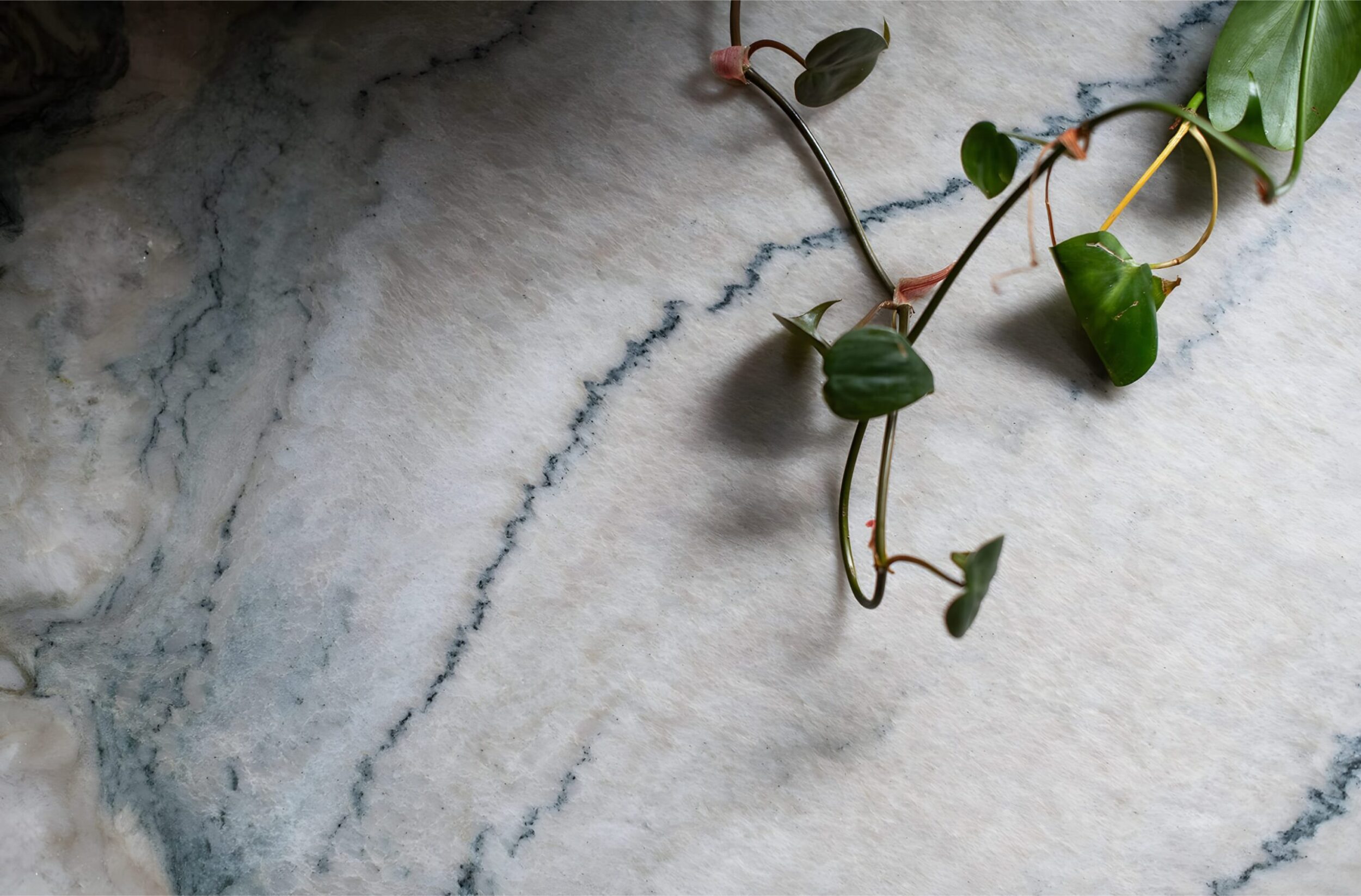 Close-up of marble countertop with trailing green vine, highlighting soft veining and organic natural texture.